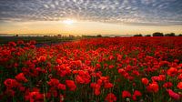Field of corn poppies in Saxony
