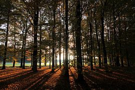 SPROOKESBOS by Sybrand Treffers