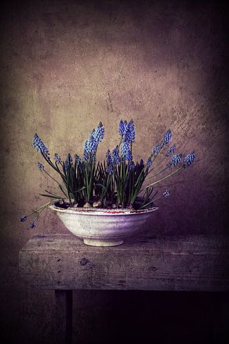 blauwe druifjes in de spotlight!