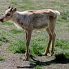 Bébé renne dans une prairie sur Sonja Foerster-Odenthal