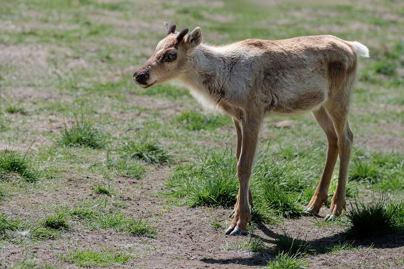 Baby reindeer in a meadow by Sonja Foerster-Odenthal