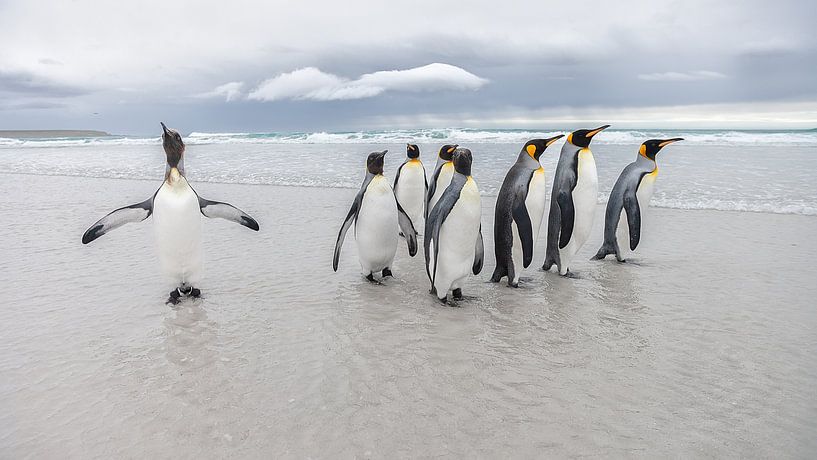Grüße vom Pinguin von Joan Gil Raga