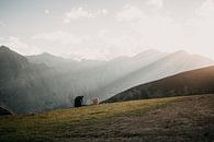 Woman working in the field high in the mountains of Nepal during sunset van Ayla Maagdenberg thumbnail