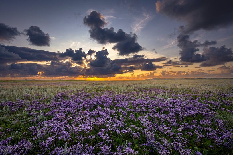Blooming sea lavender on Texel by Andy Luberti