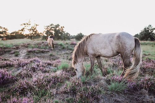 Chevaux sauvages dans la réserve naturelle de Kampina