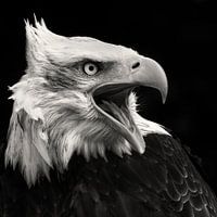 Amerikaanse Zeearend