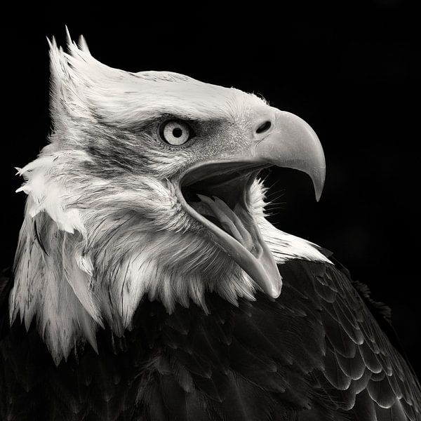 Aigle chauve américain par Vincent Willems