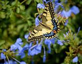 Schwalbenschwanz, ein schöner Schmetterling von Alice's Pictures Miniaturansicht