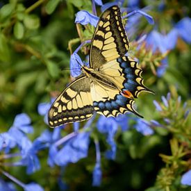 Koninginnenpage, een prachtige vlinder van Alice's Pictures