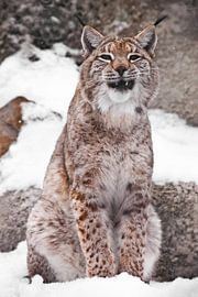 A lynx sitting in the snow opens a wide mouth. The brutal grin of a brazen cat muzzle. by Michael Semenov