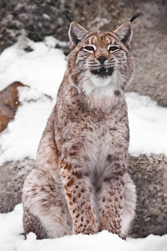 Un lynx assis dans la neige ouvre une grande gueule. Le sourire brutal d'un chat au museau effronté.