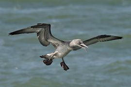Young John of Ghent by Ronald Mallant