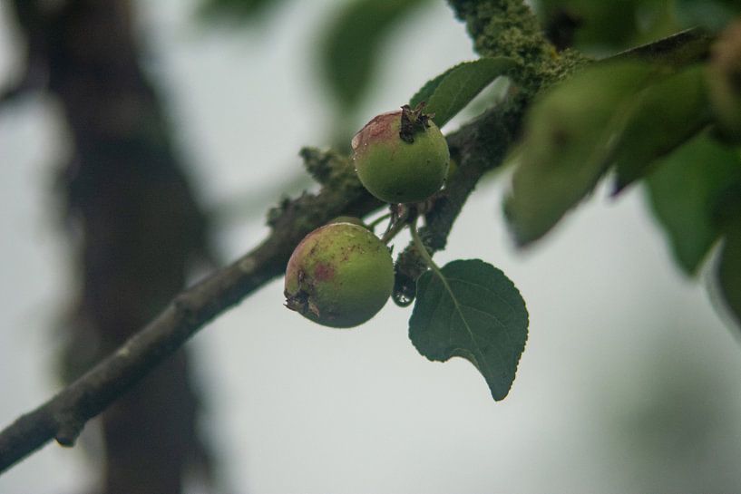 forest flowers field landscape Erzgebirge mountains towns cities villages by Johnny Flash