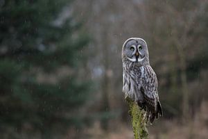 Hibou de Laponie