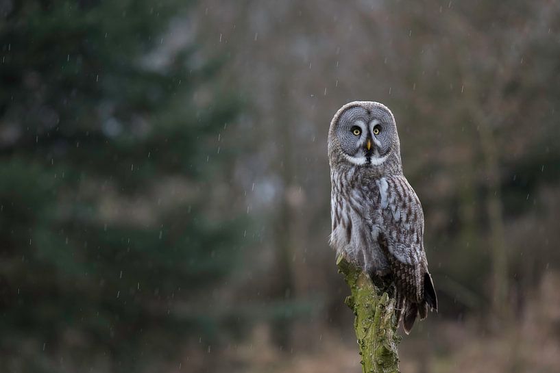 Great grey owl by Larissa Rand