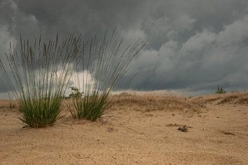 Een dreigende onweersbui in de duinen van Susan van Etten