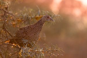 Pheasant in common sea buckthorn at sunset by Rob Kints