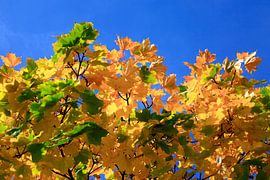 Autumn Season by Thomas Jäger