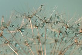 Abstract: Droplets resting on a ball of fluff by Marjolijn van den Berg