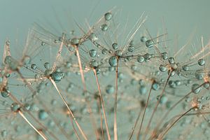 Abstract: Tröpfchen, die auf einem Flusenball ruhen