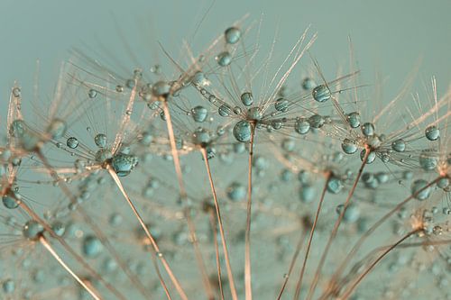 Abstract: Droplets resting on a ball of fluff