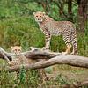 zwei junge Geparden, Acinonyx jubatus, in Serengeti von Jürgen Ritterbach