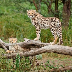 two young cheetahs, Acinonyx jubatus, in Serengeti