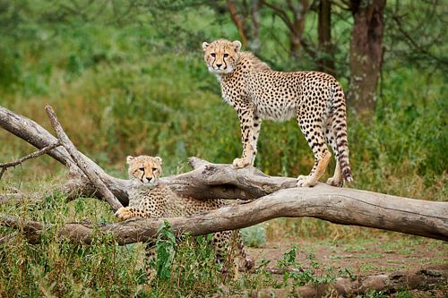 deux jeunes guépards, Acinonyx jubatus, dans le Serengeti