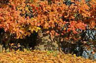 herfstkleuren van Yvonne Blokland thumbnail