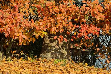 couleurs d'automne sur Yvonne Blokland