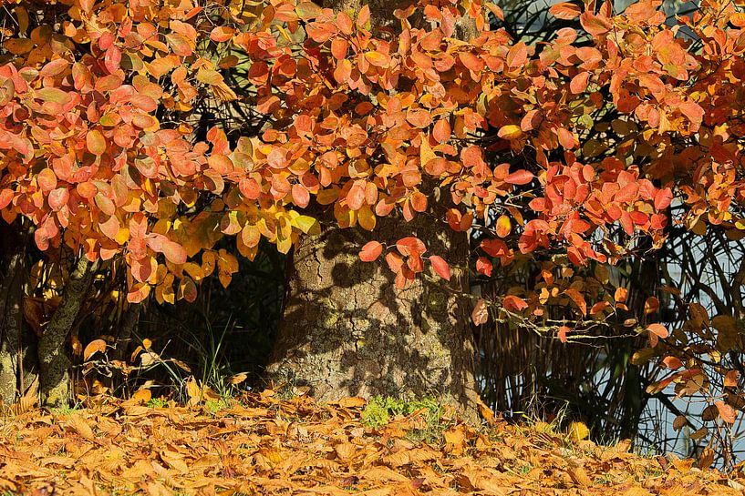 herfstkleuren van Yvonne Blokland