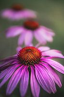 Fleurs pourpres