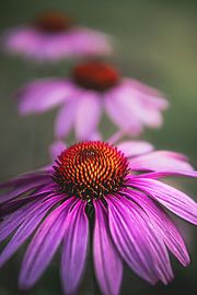 Purple Flowers by Jeroen Luyckx