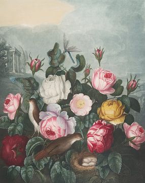 Roses, Robert John Thornton