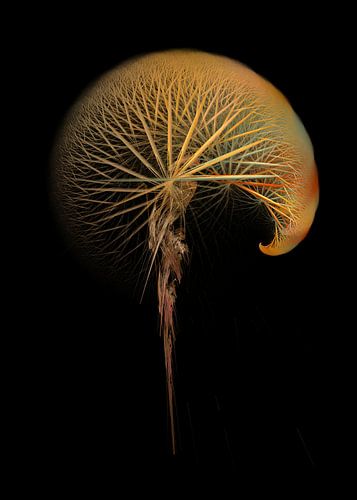 Fractals abstracte kunst paardenbloem #fractals #abstract