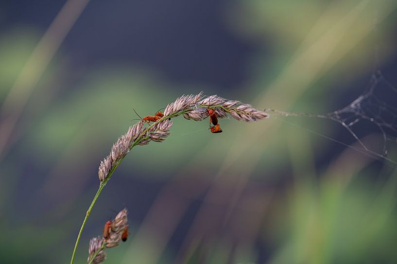 Small red weevil beetles by Kees Goethart