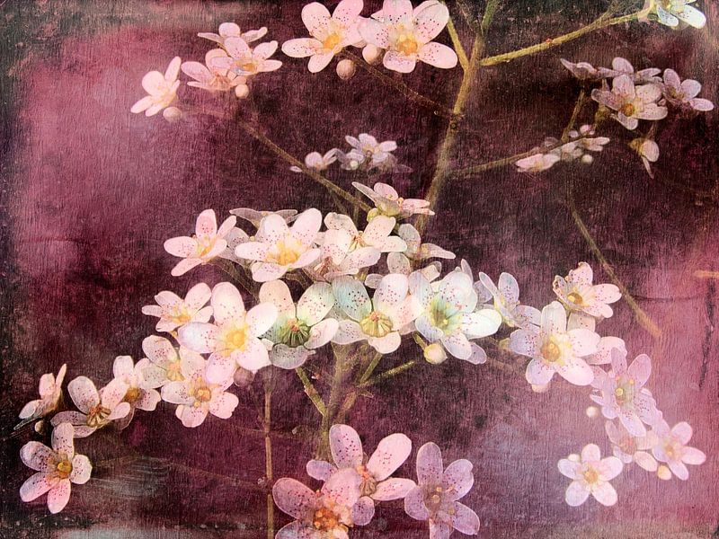Spring scent by Claudia Gründler