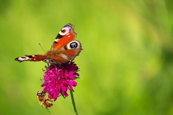 Vlinder en bij op bloem