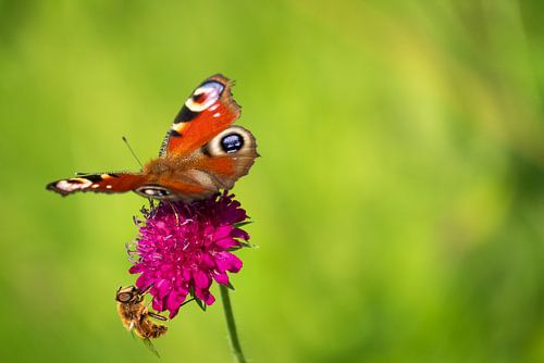 Vlinder en bij op bloem