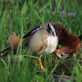 canard mandarin sur Matthias Brix
