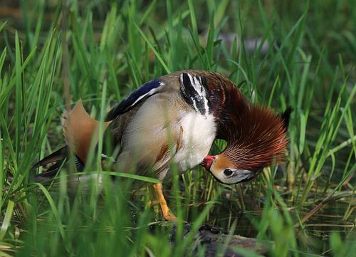 canard mandarin