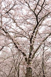 Sakura.2 by Daniëlle Eibrink Jansen