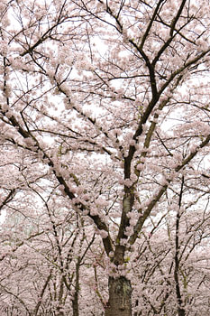 Sakura.2