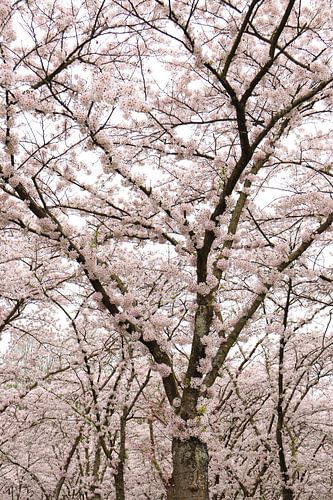 Sakura.2