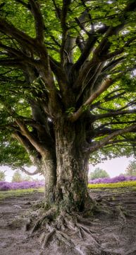 Un vieil arbre sur la Posbank sur Jaimy Leemburg Fotografie