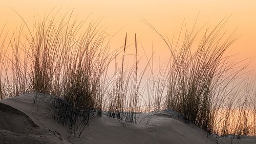 Dune grass in front of orange evening sky in Zeeland