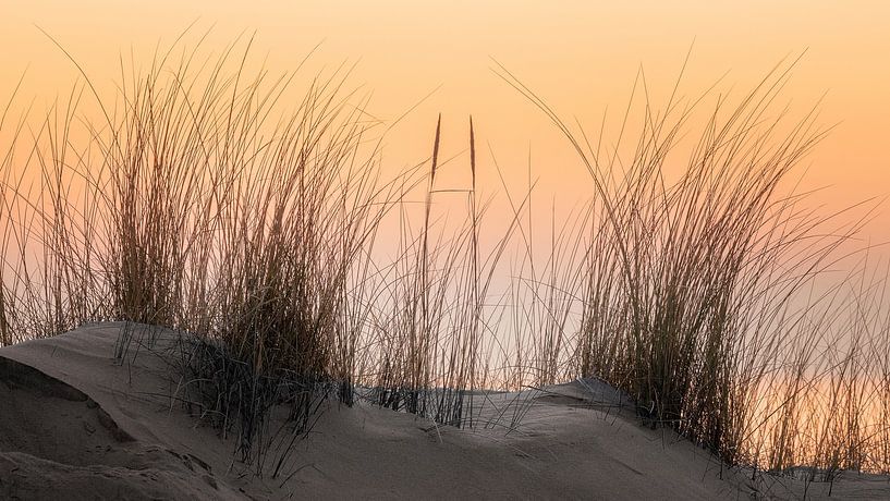 Dune grass in front of orange evening sky in Zeeland by Michel Seelen