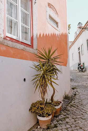 Colorful streets of Lisbon | green plant