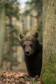 Cub of European Brown Bear (Ursus arctos ), cute animal child, hiding behind a tree, looks quite fun