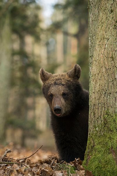 Europäischer Braunbär (Ursus arctos ), Bärenjunges, drolliges Jungtier, Tierkinder,  versteckt sich  von wunderbare Erde